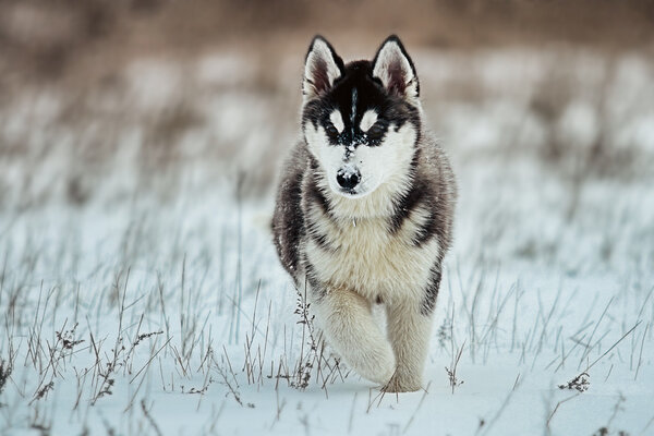 Husky puppy playing in the snow.