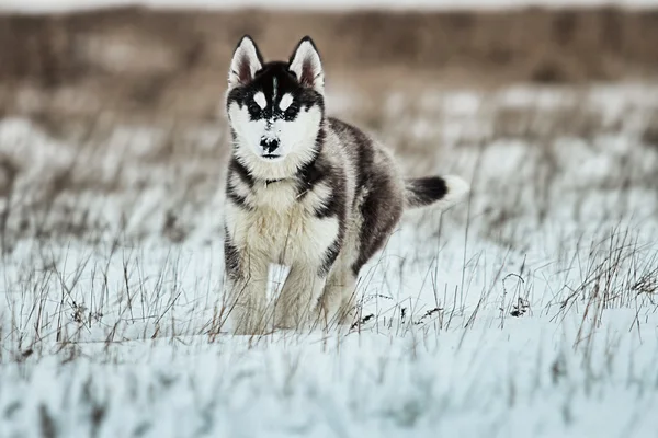 Husky pup spelen in de sneeuw. — Stockfoto