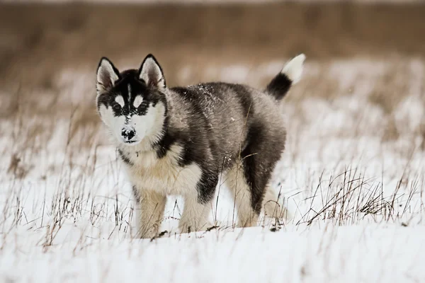 Husky cachorro brincando na neve . — Fotografia de Stock