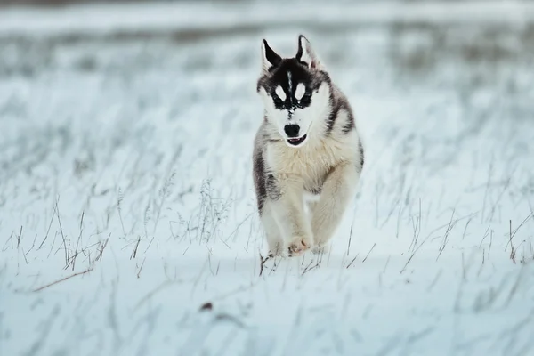 Husky Welpen spielen im Schnee. — Stockfoto