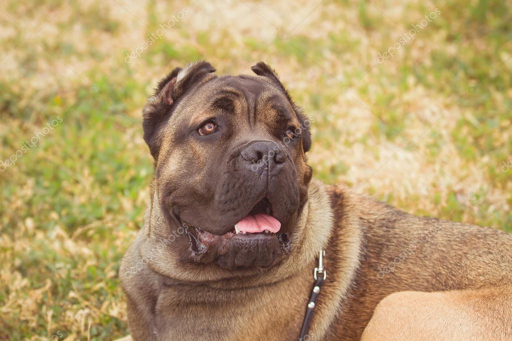 Boerboel Giant | lupon.gov.ph