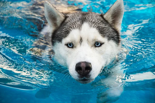 Köpek yaz aylarında havuzda yüzüyor. Siberian dış yapraklar.