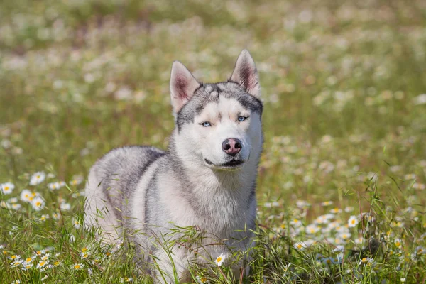 Husky siberiano. Cão flores cheirosas — Fotografia de Stock