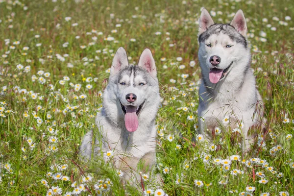 Husky siberiano. Perro oliendo flores —  Fotos de Stock