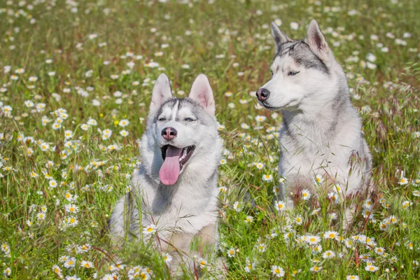 Husky siberiano. Perro oliendo flores —  Fotos de Stock