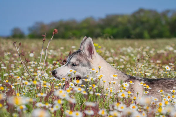 Husky siberiano. Perro oliendo flores —  Fotos de Stock