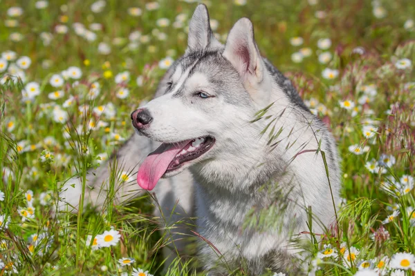 西伯利亚雪橇犬。狗闻花香 — 图库照片