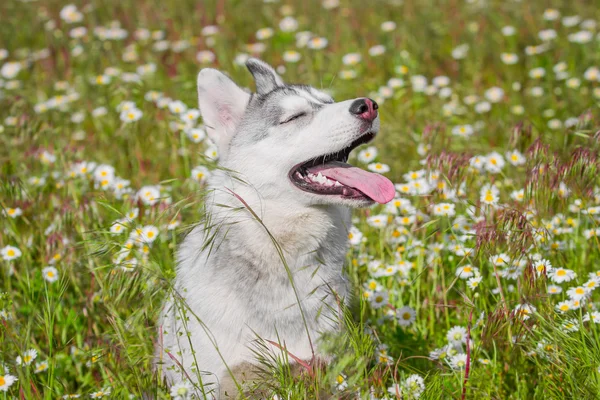 西伯利亚雪橇犬。狗闻花香 — 图库照片