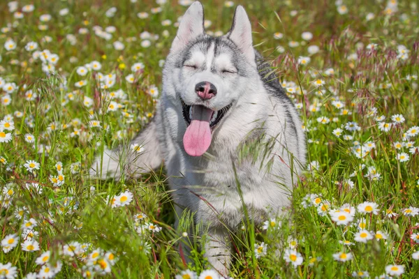 西伯利亚雪橇犬。狗闻花香 — 图库照片