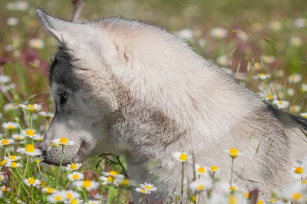 Siberian Husky. Pies wącha kwiatów — Zdjęcie stockowe