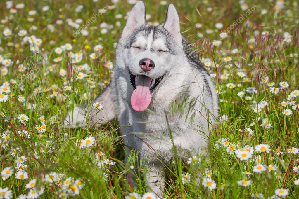 Sibirischer Husky. Hund riecht Blumen — Stockfoto © manickafoto.gmail