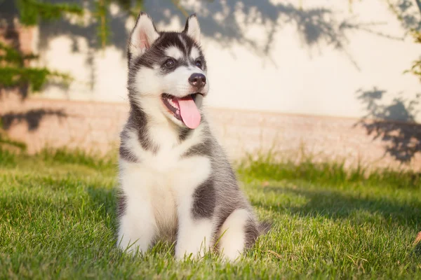 Portréja egy szibériai Husky kiskutya az udvaron séta. — Stock Fotó