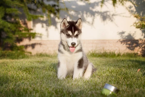 Portret van een Siberische Husky puppy wandelen in de tuin. — Stockfoto