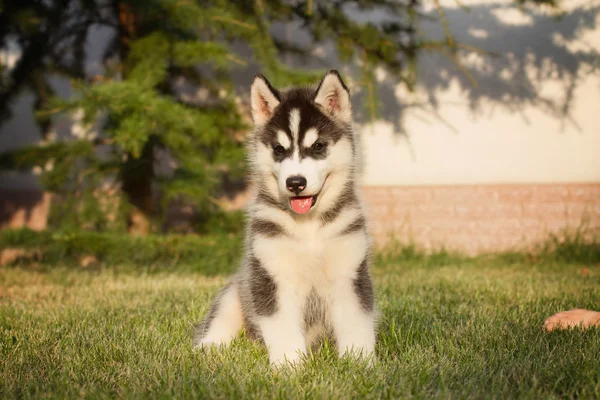 Bahçede yürüyüş bir Sibirya Husky yavrusu portresi.