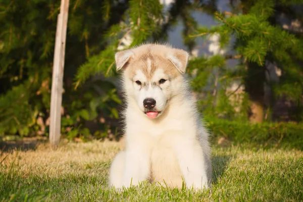 Retrato de un cachorro Husky siberiano caminando en el patio . — Foto de Stock