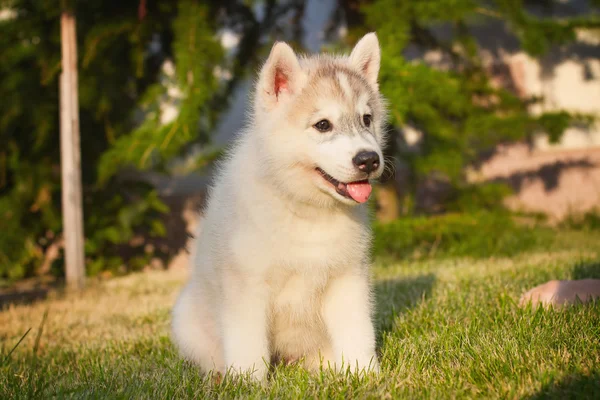 Bahçede yürüyüş bir Sibirya Husky yavrusu portresi.
