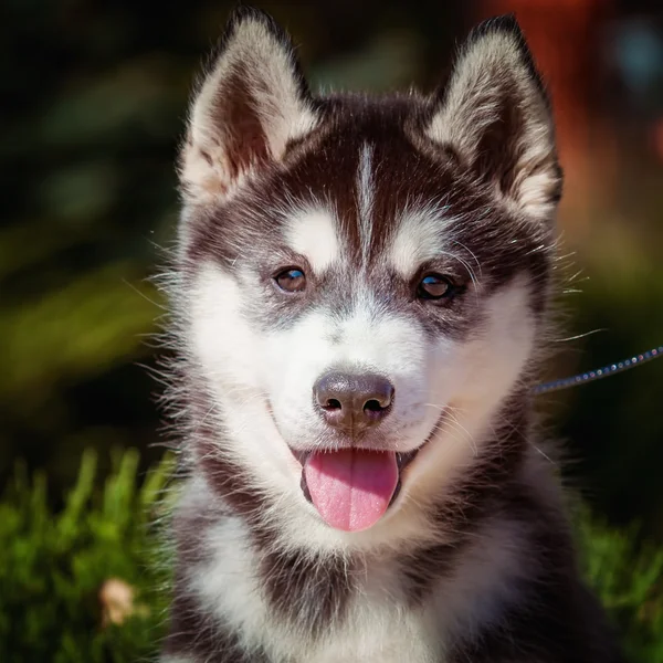 Retrato de un cachorro Husky siberiano caminando en el patio . — Foto de Stock