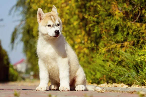 Retrato de un cachorro Husky siberiano caminando en el patio . — Foto de Stock