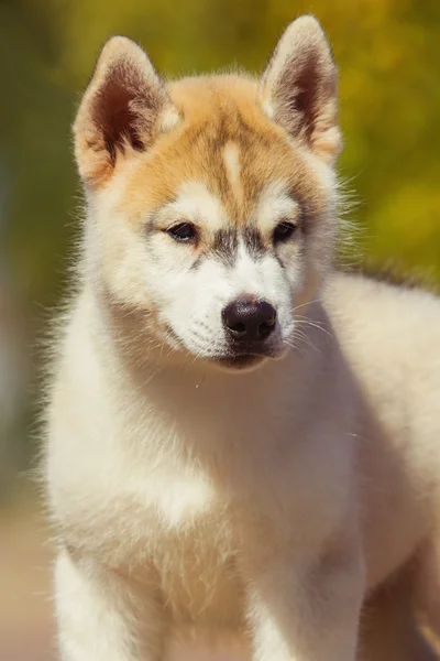 Bahçede yürüyüş bir Sibirya Husky yavrusu portresi.