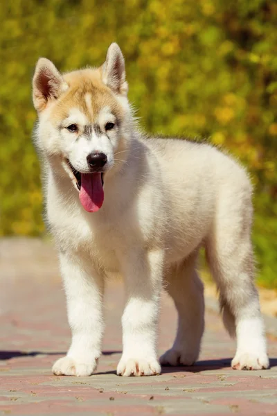 Retrato de un cachorro Husky siberiano caminando en el patio . —  Fotos de Stock