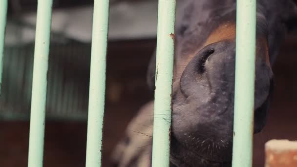 Caballos en el establo — Vídeo de stock