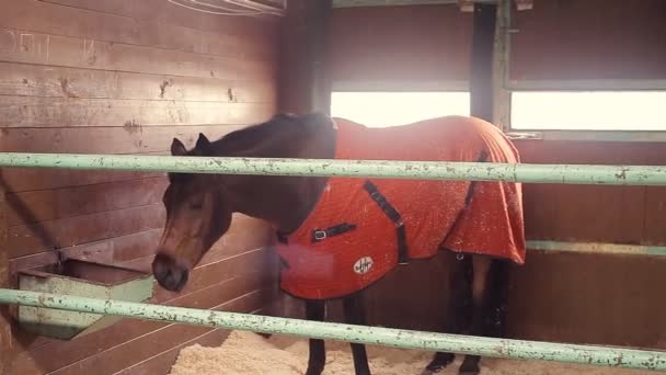 Коні в стайні — стокове відео