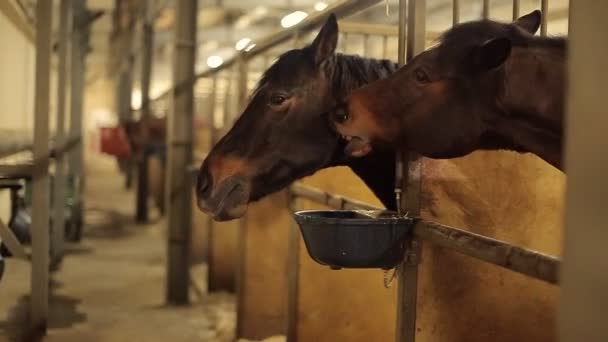 Cavalos no estábulo — Vídeo de Stock