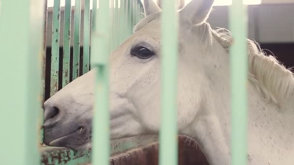 Caballos en el establo — Vídeo de stock