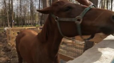 at iletişim hayvanat bahçesinde bahar olduğunu.