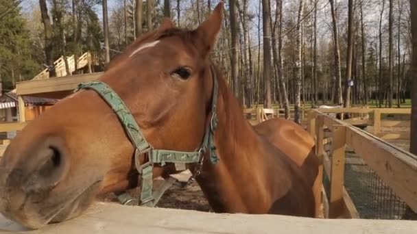 Het paard is in een contact dierentuin op voorjaar — Stockvideo