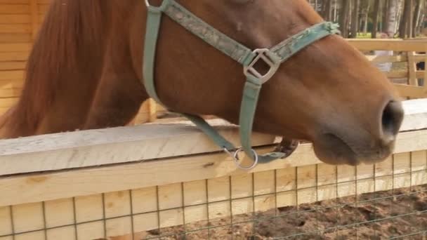 O cavalo está em um zoológico de contato na primavera — Vídeo de Stock