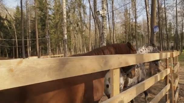 O cavalo está em um zoológico de contato na primavera — Vídeo de Stock