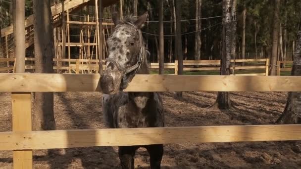 O cavalo está em um zoológico de contato na primavera — Vídeo de Stock