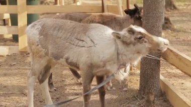 geyik yavrusu kişi hayvanat bahçesinde bahar olduğunu.