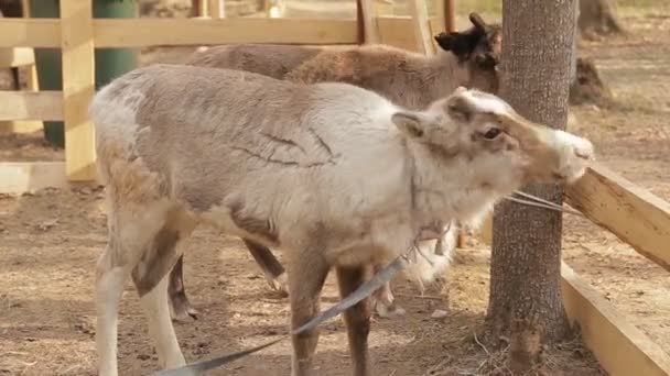 El cervatillo está en un zoológico de contacto en primavera — Vídeos de Stock