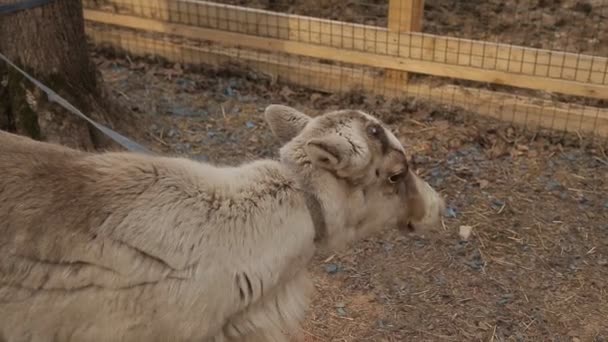 El cervatillo está en un zoológico de contacto en primavera — Vídeos de Stock