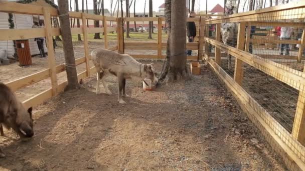 The fawn is in a contact zoo at spring — Stock Video