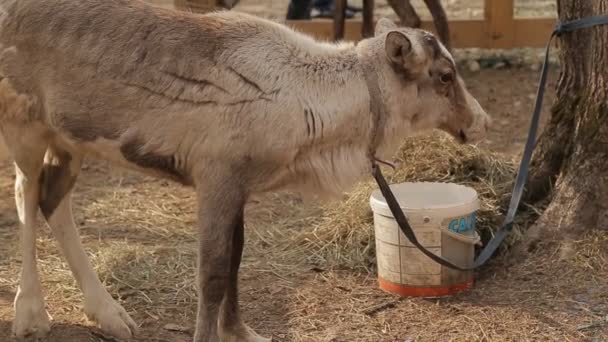 Fawn är i en kontakt zoo på våren — Stockvideo