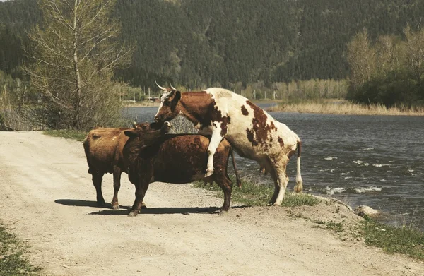 Nehri yakınında üç inek
