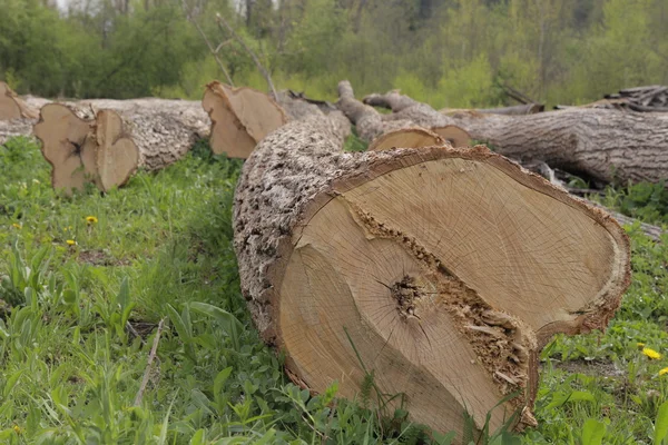 ahşap günlüğü çim