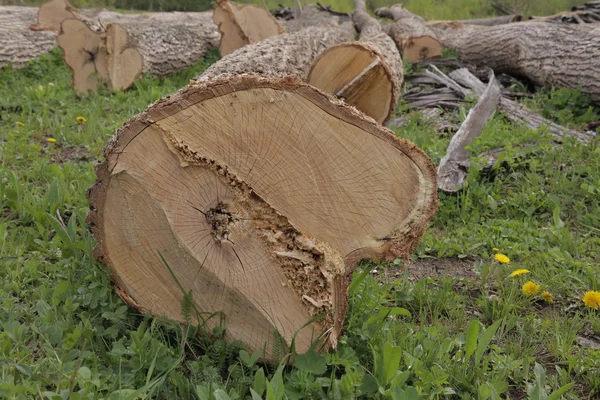 ahşap günlüğü çim