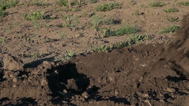 Tracteur à pied dans un village — Video