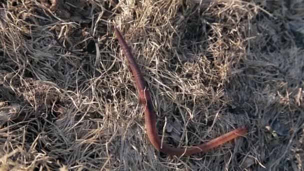 Worm is kruipen op de grond — Stockvideo