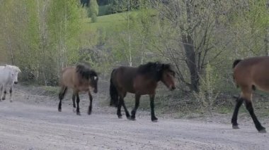 atları köyü de yol