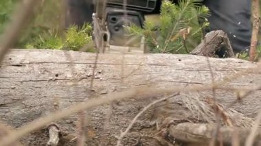 ahşap testere kesmek