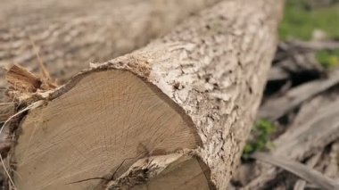 ahşap testere kesmek