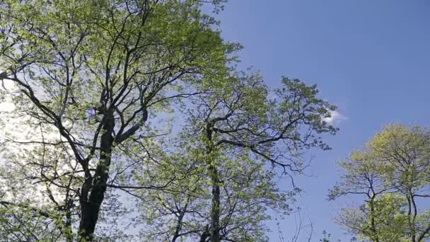 Дерево в горном лесу — стоковое видео