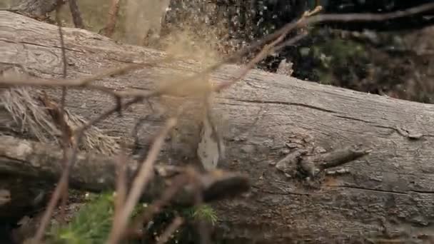 tronçonneuse tronçonneuse 