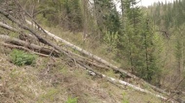 ahşap testere kesmek