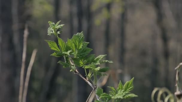 Träd i ett bergskog — Stockvideo